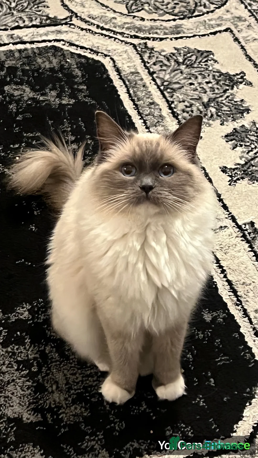 British Shorthair cats for sale: British shorthair tabby x Ragdoll blue point mix  - Advert 7