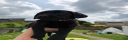 Labrador Retriever dogs for sale: Labrador Puppies - Advert 3