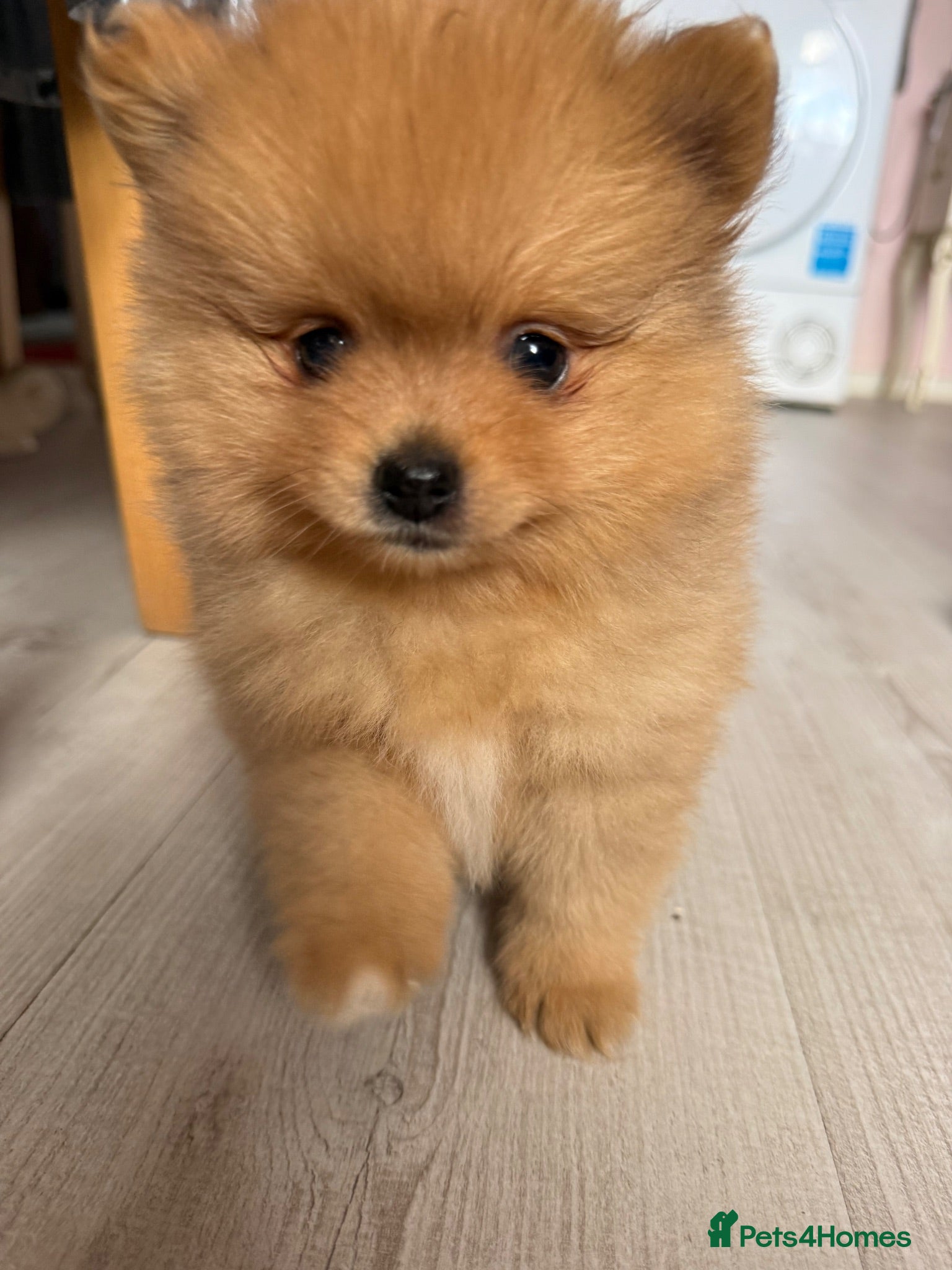 Pomeranian dogs Small pedigree boy left - Advert 17