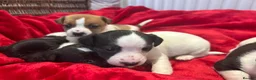 Jack Russell dogs for sale: Jack Russell puppies  - Advert 6