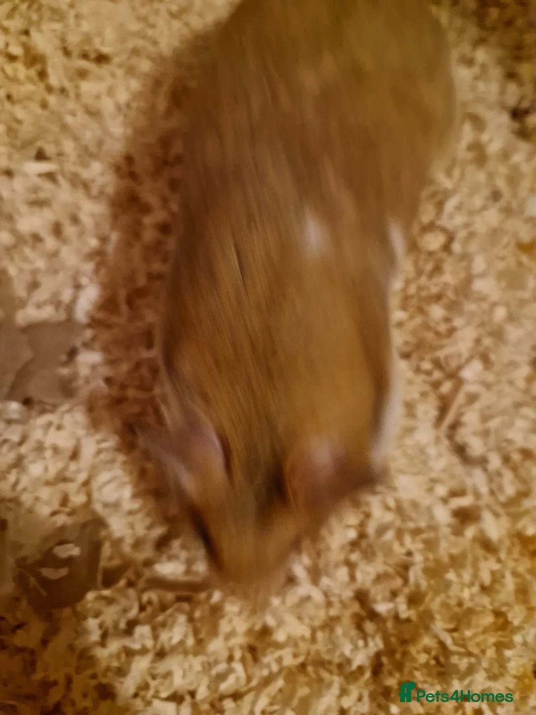 Hamster rodents for sale: Syrian hamster and cage  - Advert 8