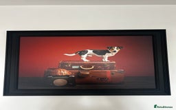 Jack Russell dogs for stud: Miniature Jack Russell - ready as stud  - Image 5