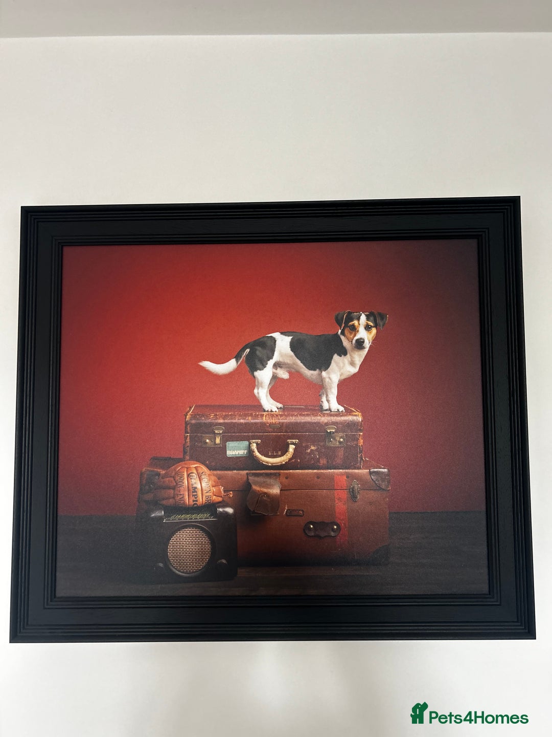 Jack Russell dogs for stud: Miniature Jack Russell - ready as stud  - Image 5