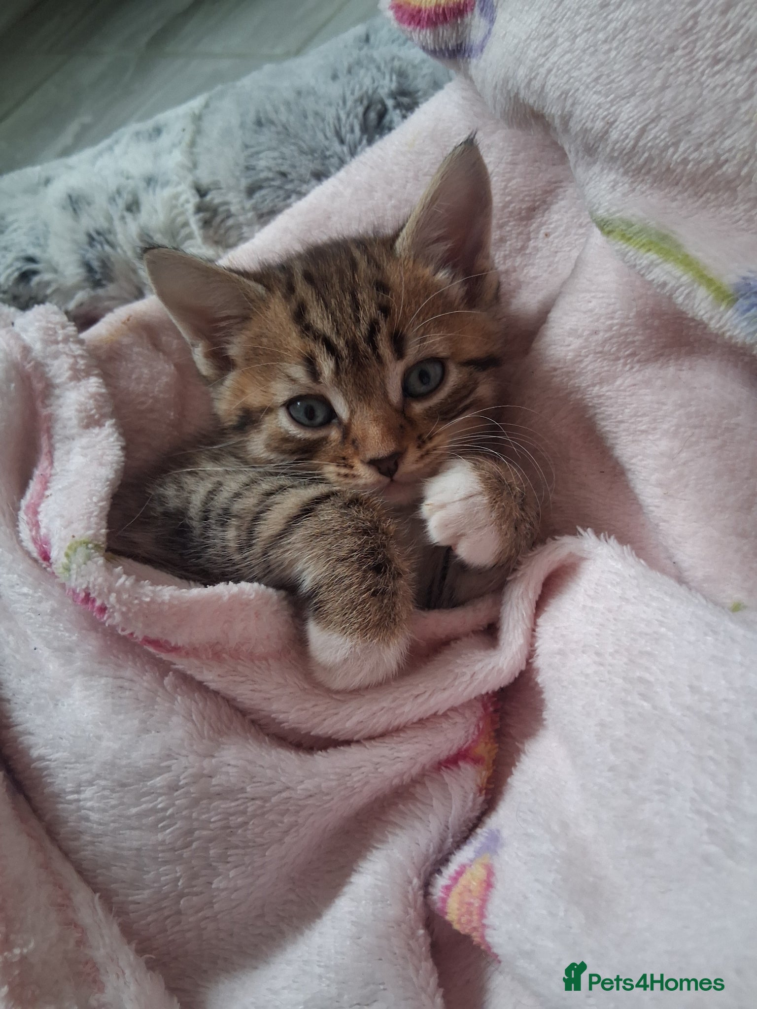 Mixed Breed cats 3 Stunning kittens - Advert 1