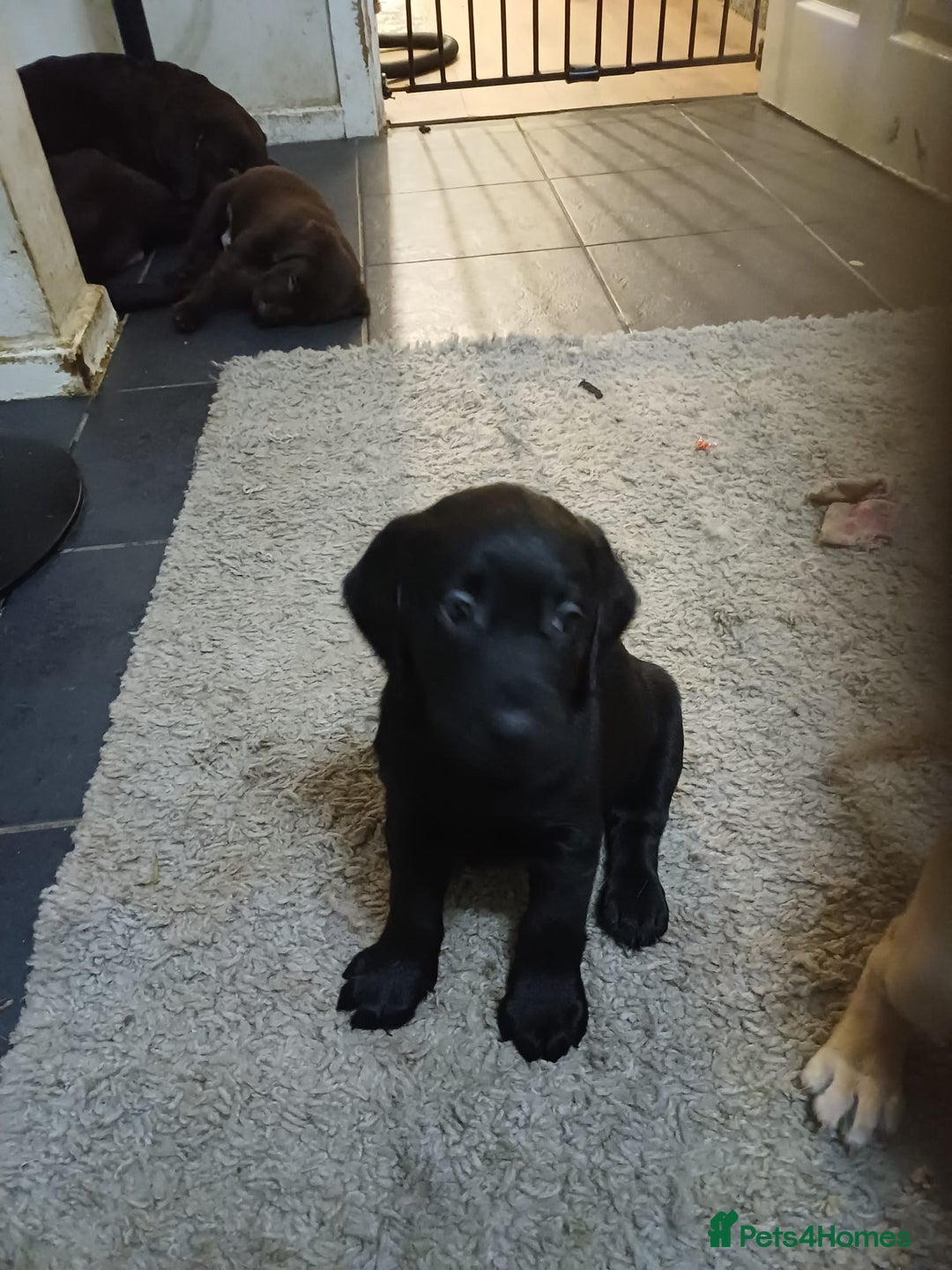 Labrador Retriever dogs for sale: PUPPIES 🐶 🐾  - Advert 12