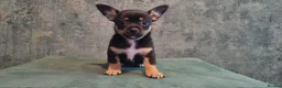 Chihuahua dogs for sale: Little Chihuahua Boy Looking for his forever home. - Advert 3