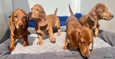 Miniature Dachshund dogs - Advert 6
