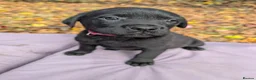 Mixed Breed dogs for sale: Labrador x rottweiler pups  - Advert 6