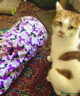 Mixed Breed cats SIMBA - Advert 2