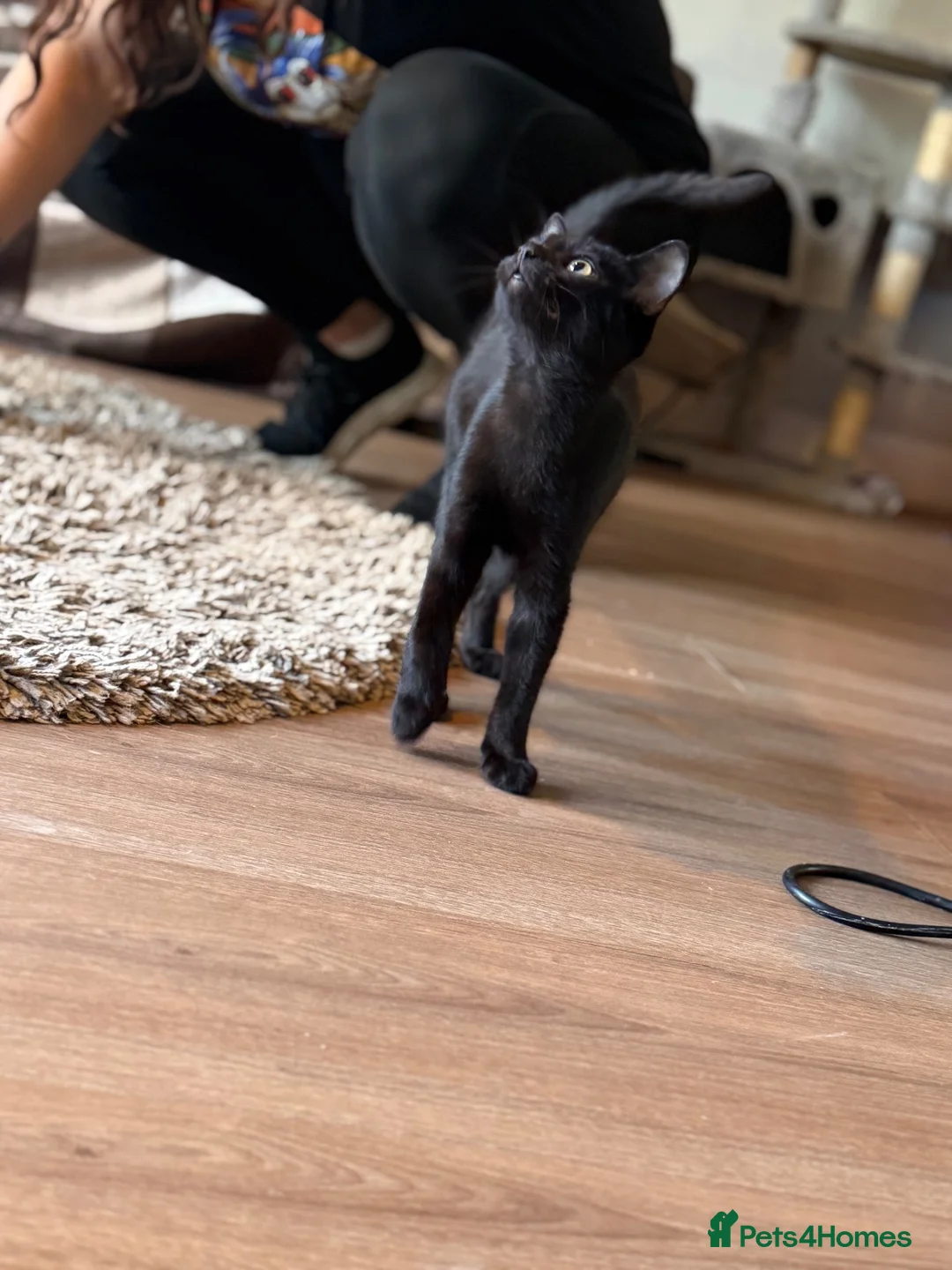 British Shorthair cats for sale: Black kittens in Burton-on-Trent - Advert 6