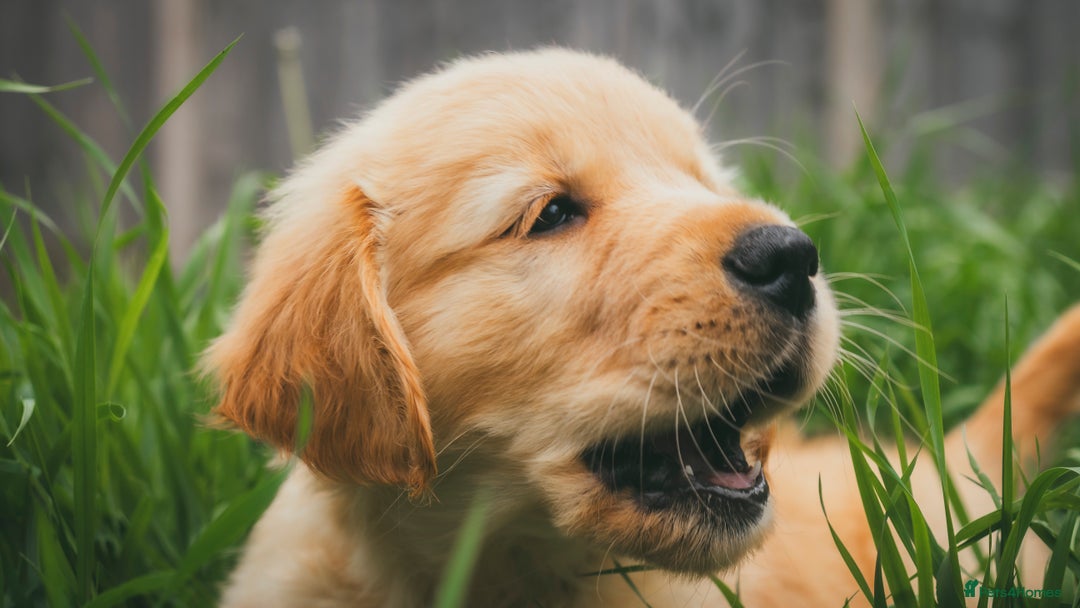 Golden Retriever dogs for sale: Ready now Golden Retriever Puppies KC Dad  - Image 27