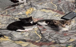 Mixed Breed cats for sale: Friendly kitten - Advert 14