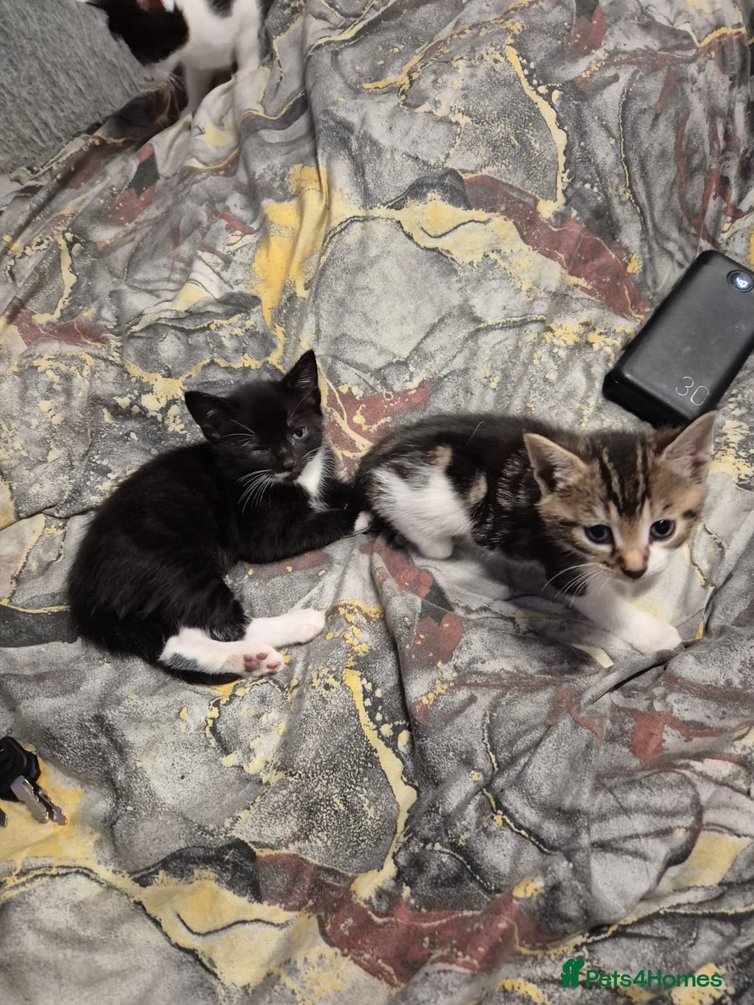 Mixed Breed cats for sale: Friendly kitten - Advert 14