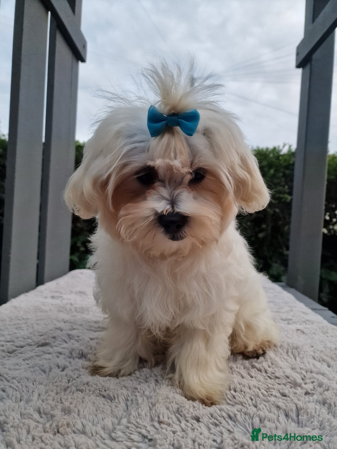Maltipoo dogs for sale: Olivia M - Image 13