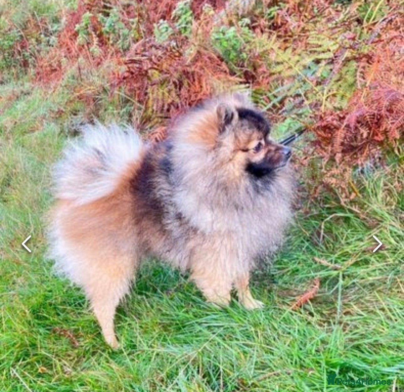 Pomeranian dogs Pomeranian puppies - Advert 2