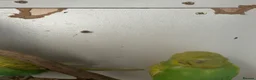 Budgerigars birds for sale: Lovely lutino pair in breeding condition and budgi - Advert 4