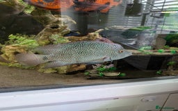 Cichlids fish for sale: 7 inch Green Texas Chiclid - Image 1