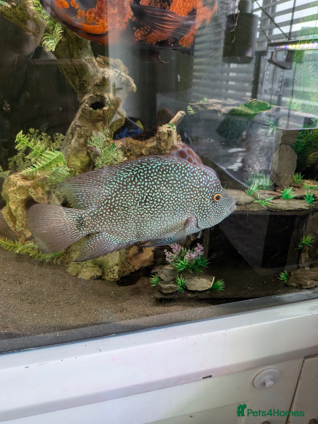 Cichlids fish for sale: 7 inch Green Texas Chiclid - Image 1