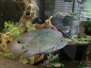 Cichlids fish - Advert 9