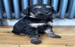 Labradoodle dogs for sale: Gorgeous f1b Labradoodle Puppies KC Parents - Advert 7