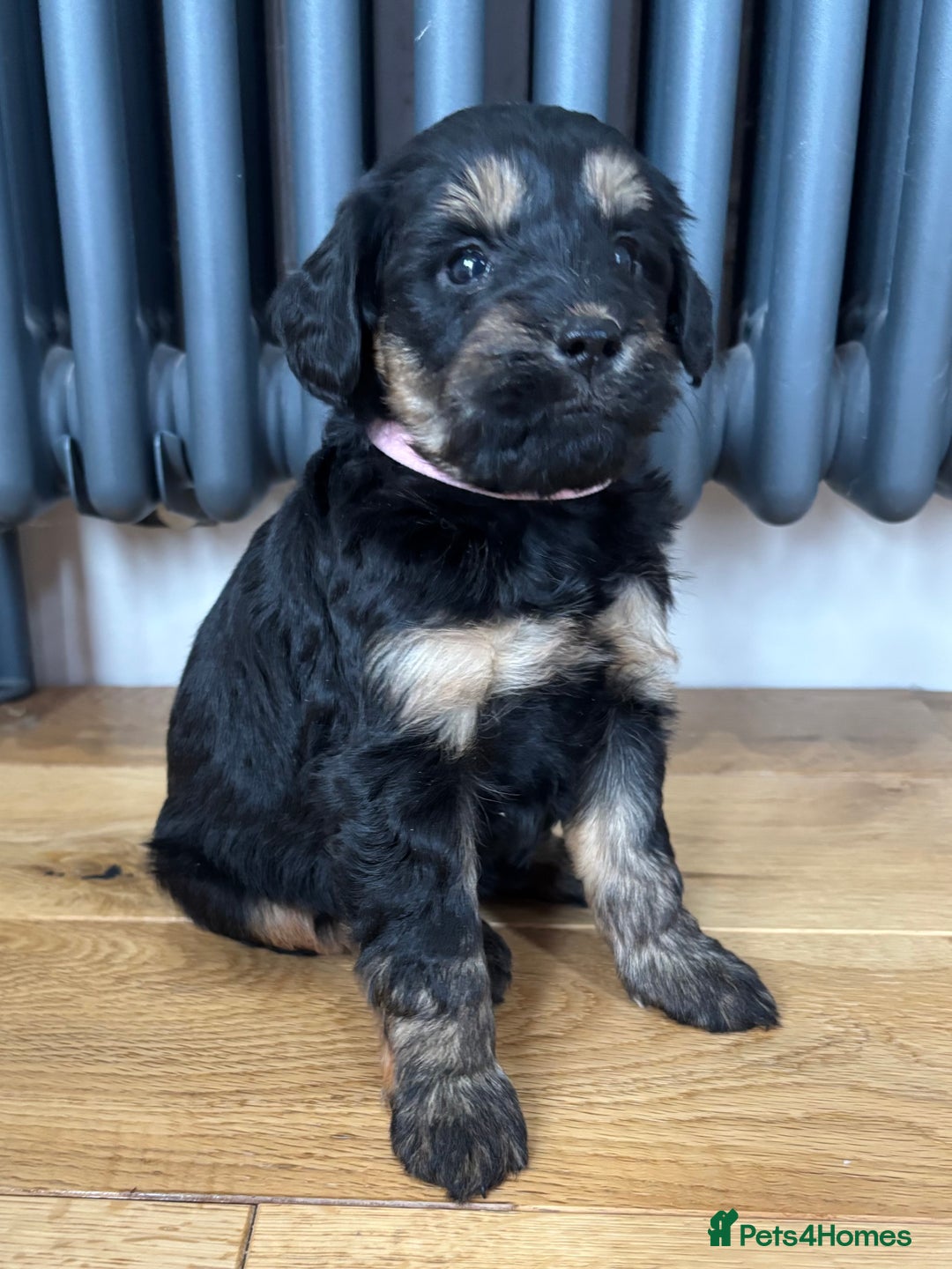 Labradoodle dogs for sale: Gorgeous f1b Labradoodle Puppies KC Parents - Advert 7