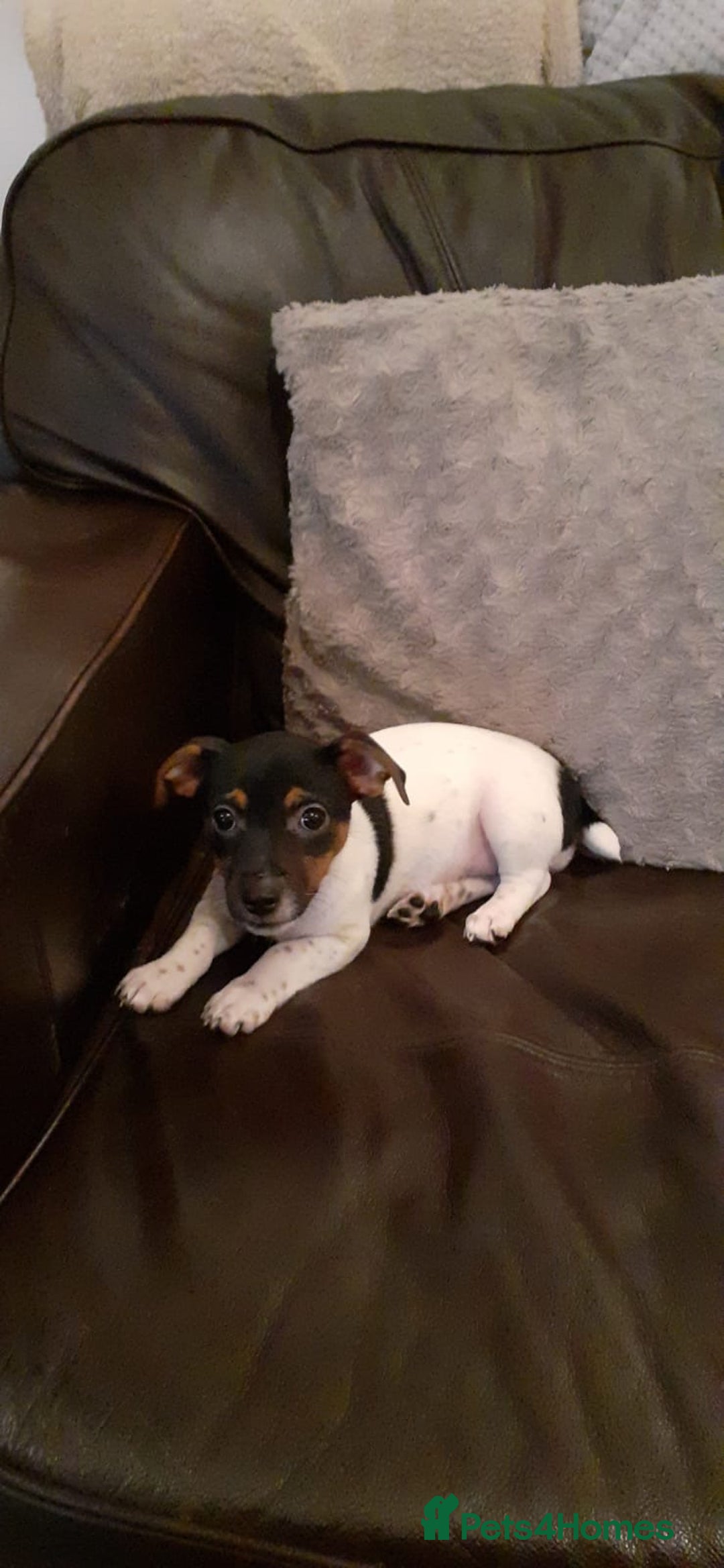 Jack Russell dogs for sale: Jack Russell puppies  - Advert 3