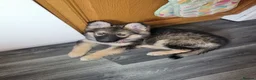 Shepsky dogs for sale: shepsky puppies in Inverurie - Advert 6