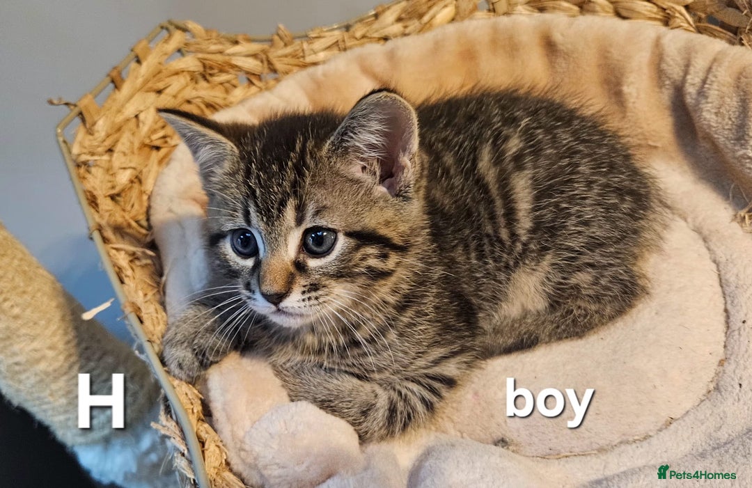 Maine Coon cats for sale: Maine coon cross kittens  - Advert 20