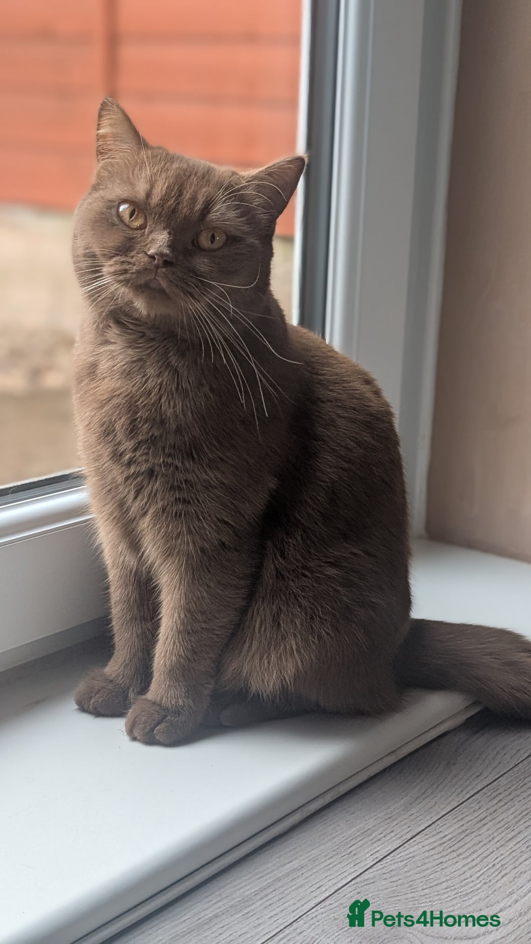 British Shorthair cats for sale: Active GCCF cinnamon female  - Advert 5