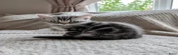 British Shorthair cats for sale: British Shorthair silver Tabby  KITTENS - Advert 11