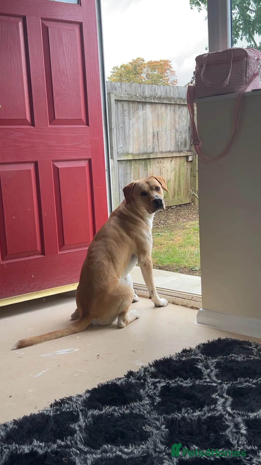 Mixed Breed dogs for sale: Custard - Advert 2