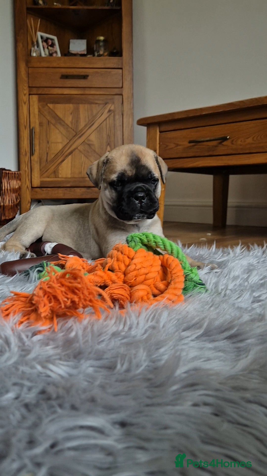 Bullmastiff dogs Beautiful Bullmastiff Puppy - Advert 2