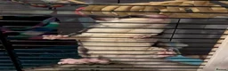 Sugar Glider rodents for sale: 2 sugar gliders - Advert 2