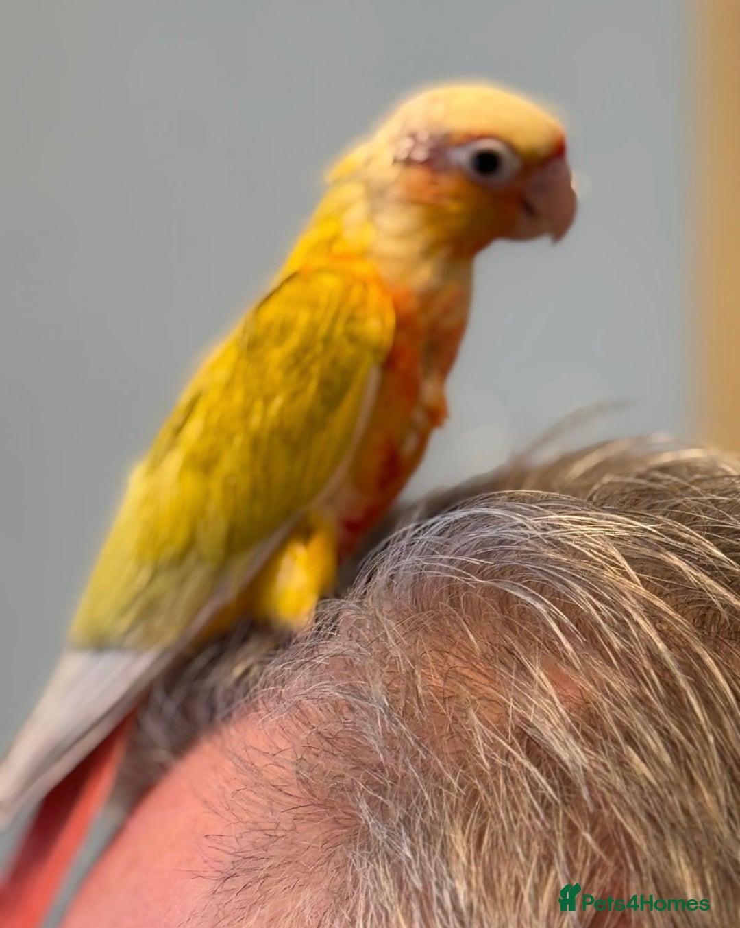 Conures birds for sale: Hand reared baby conure - Image 5