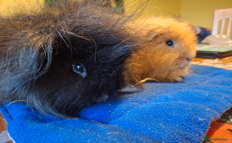 Guinea Pig rodents - Advert 7