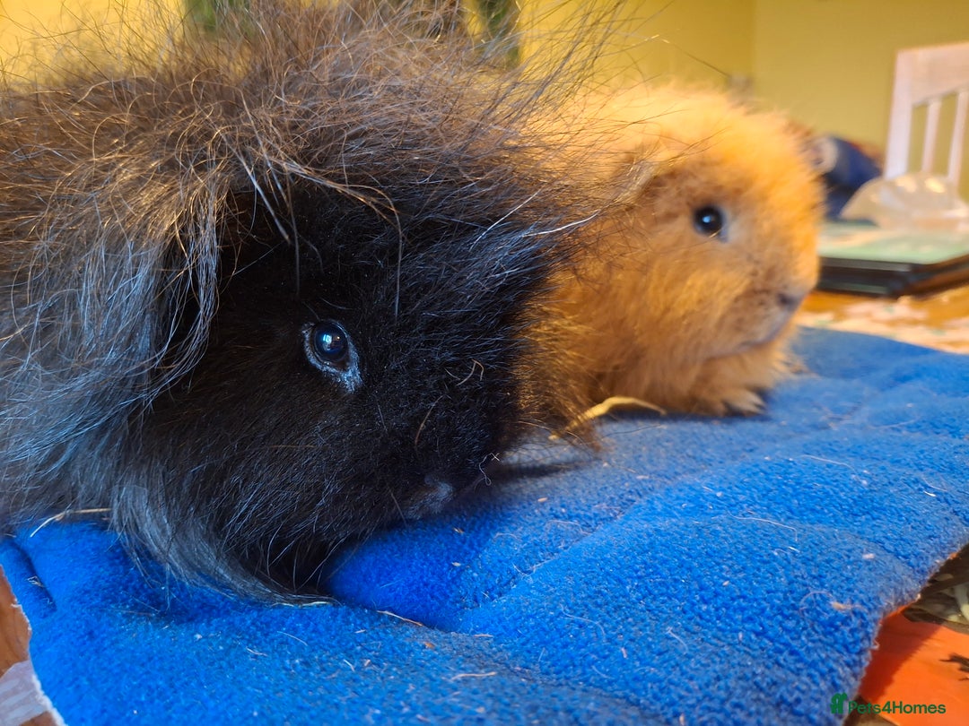 Guinea Pig rodents for sale: Lovely friendly swiss Guinea pigs - Image 1