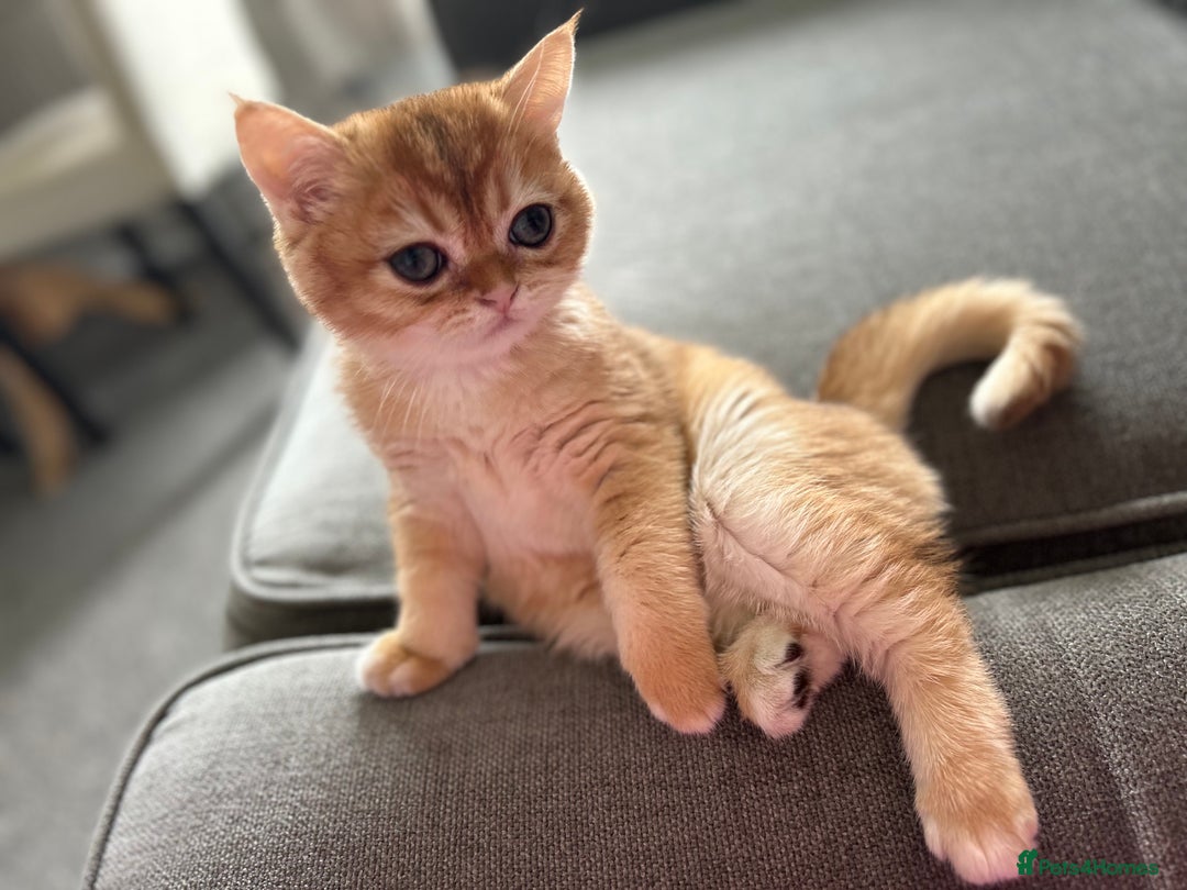 British Shorthair cats for sale: ‼️‼️BSH Chocolate Golden Shaded 1 BOY - Image 1