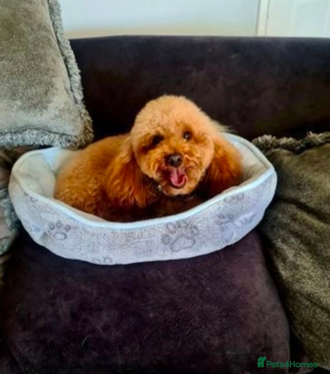 Cavapoochon dogs for sale: Exquisite Health Tested Cavapoochon Puppies  - Advert 10