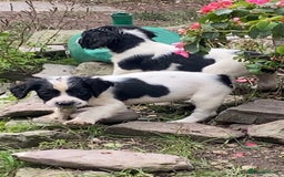 English Springer Spaniel dogs for sale: English springer spaniel puppies  - Image 7