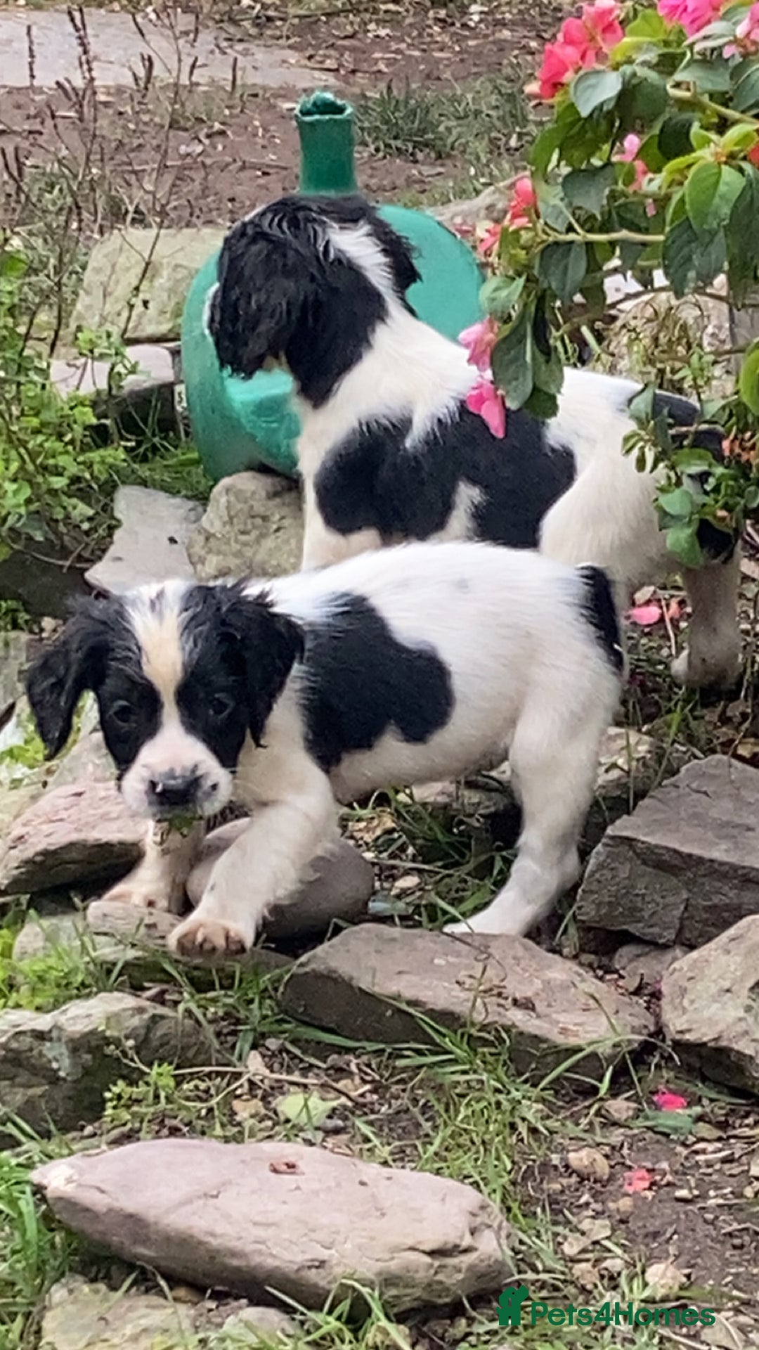 English Springer Spaniel dogs for sale: English springer spaniel puppies  - Image 7