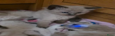 Ragdoll 1