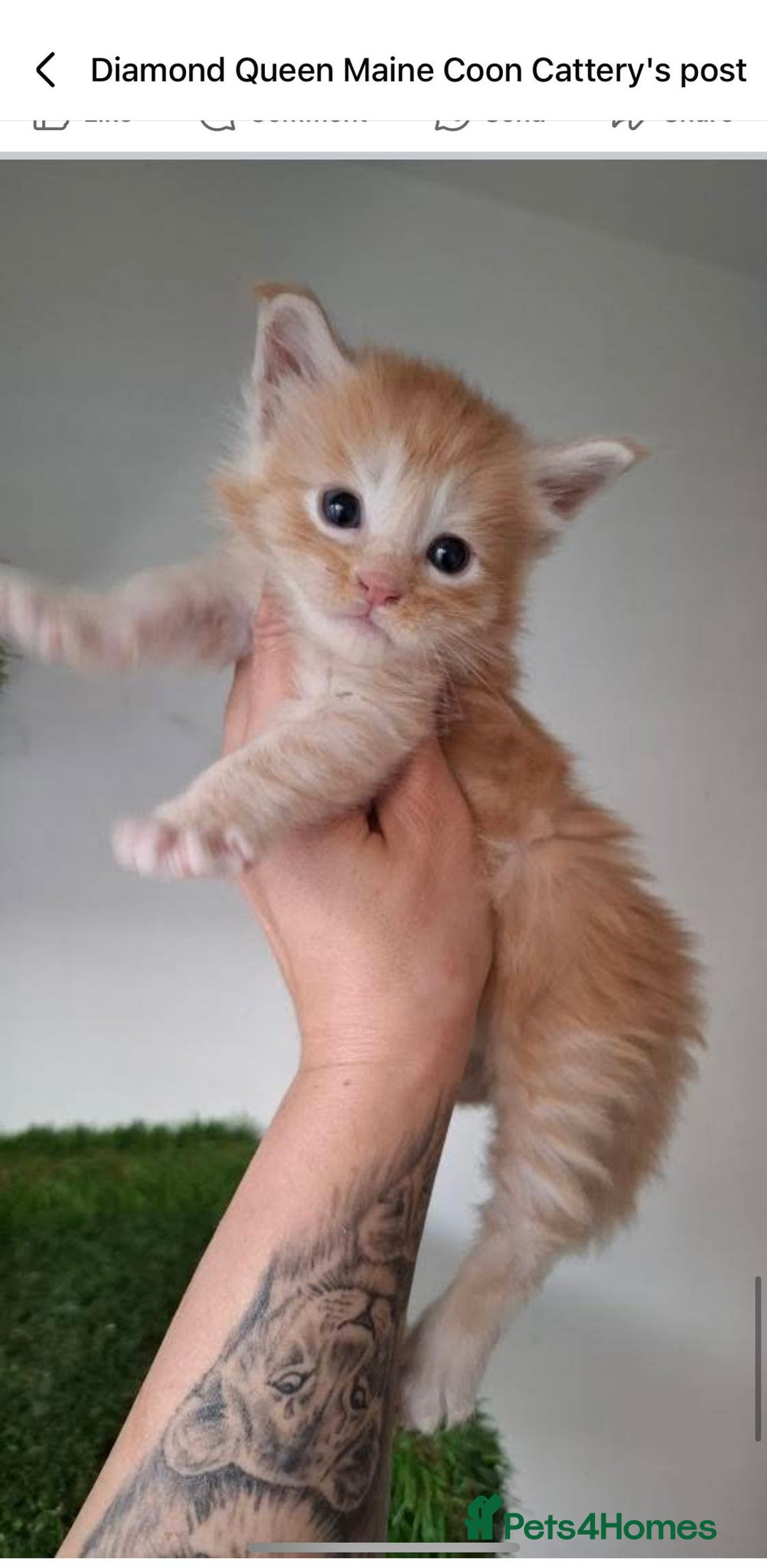 Maine Coon cats for stud: Black Maine Coon male for stud - Image 5