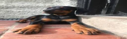 Dobermann dogs for sale: Mr Blue- A truly Free Range Doberman - Advert 6