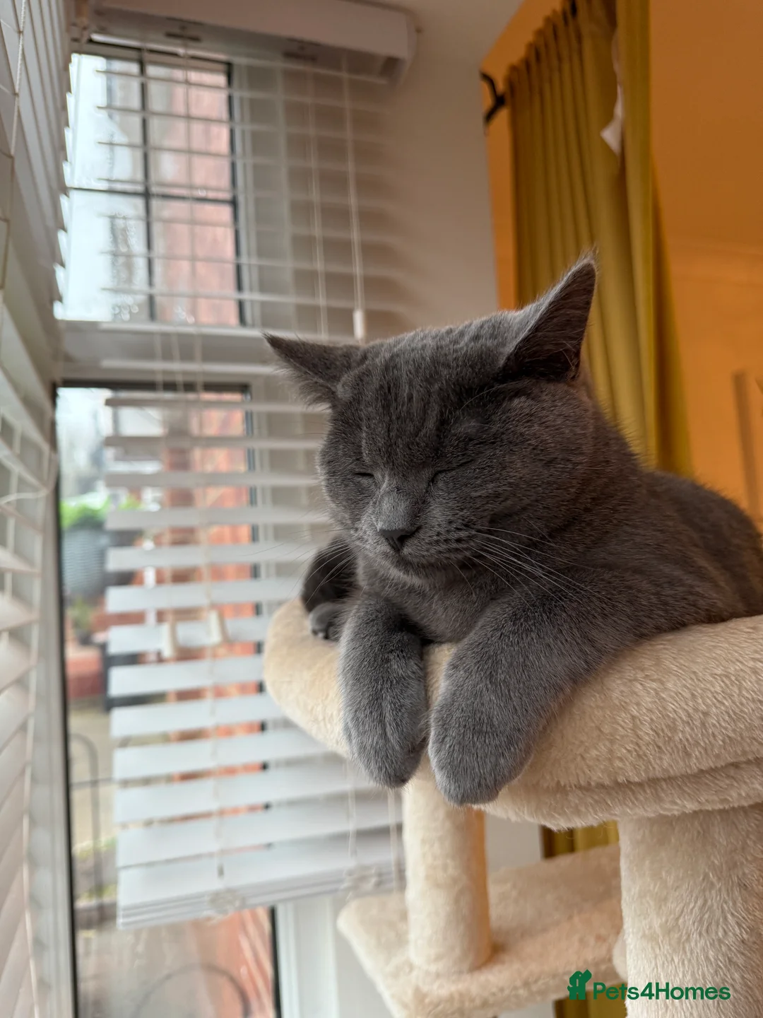 British Shorthair cats for sale: British shorthair, female. - Advert 7