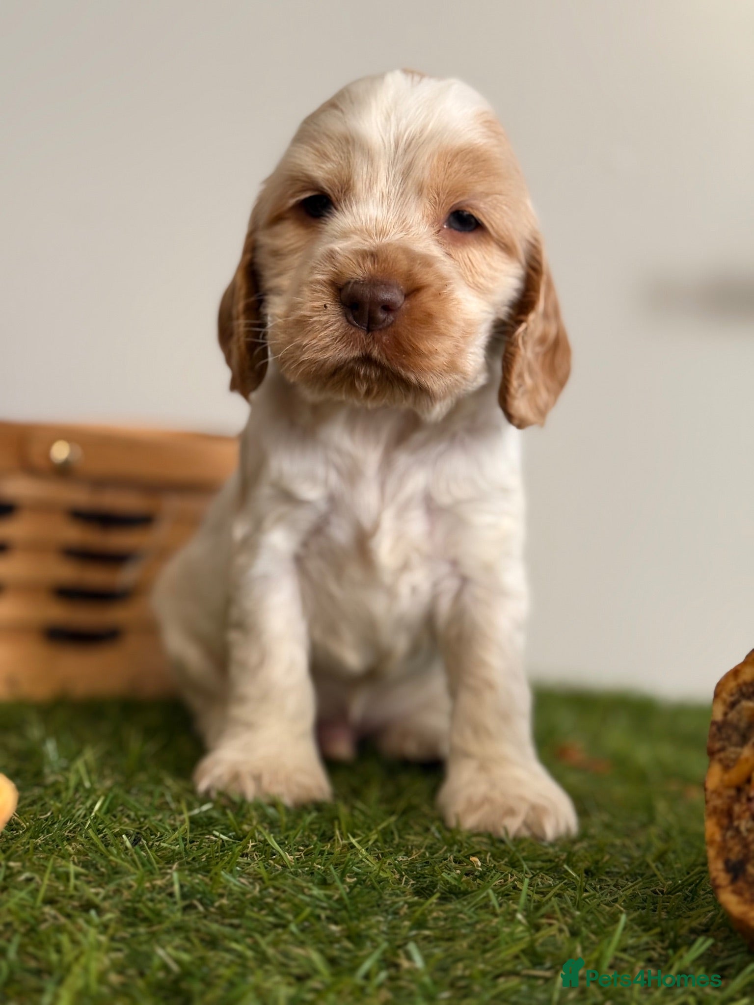Cocker Spaniel dogs Show type cocker spaniels  - Advert 1