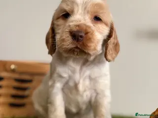 Cocker Spaniel dogs Show type cocker spaniels - Advert 1