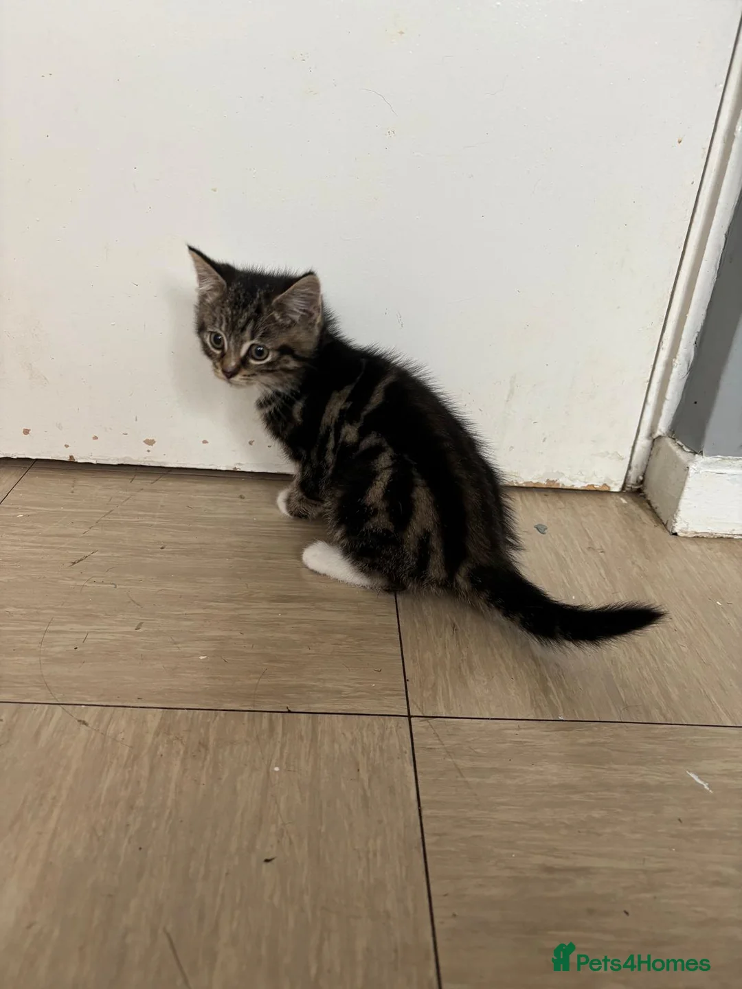 Domestic Shorthair cats for sale: One male, one female  - Advert 3