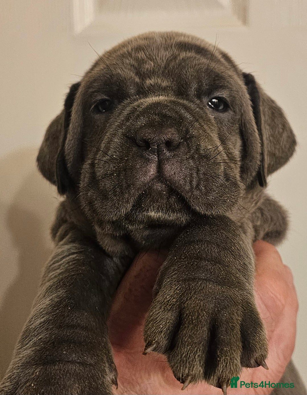 Neapolitan Mastiff dogs for sale: Makaevo Puppies - Advert 14