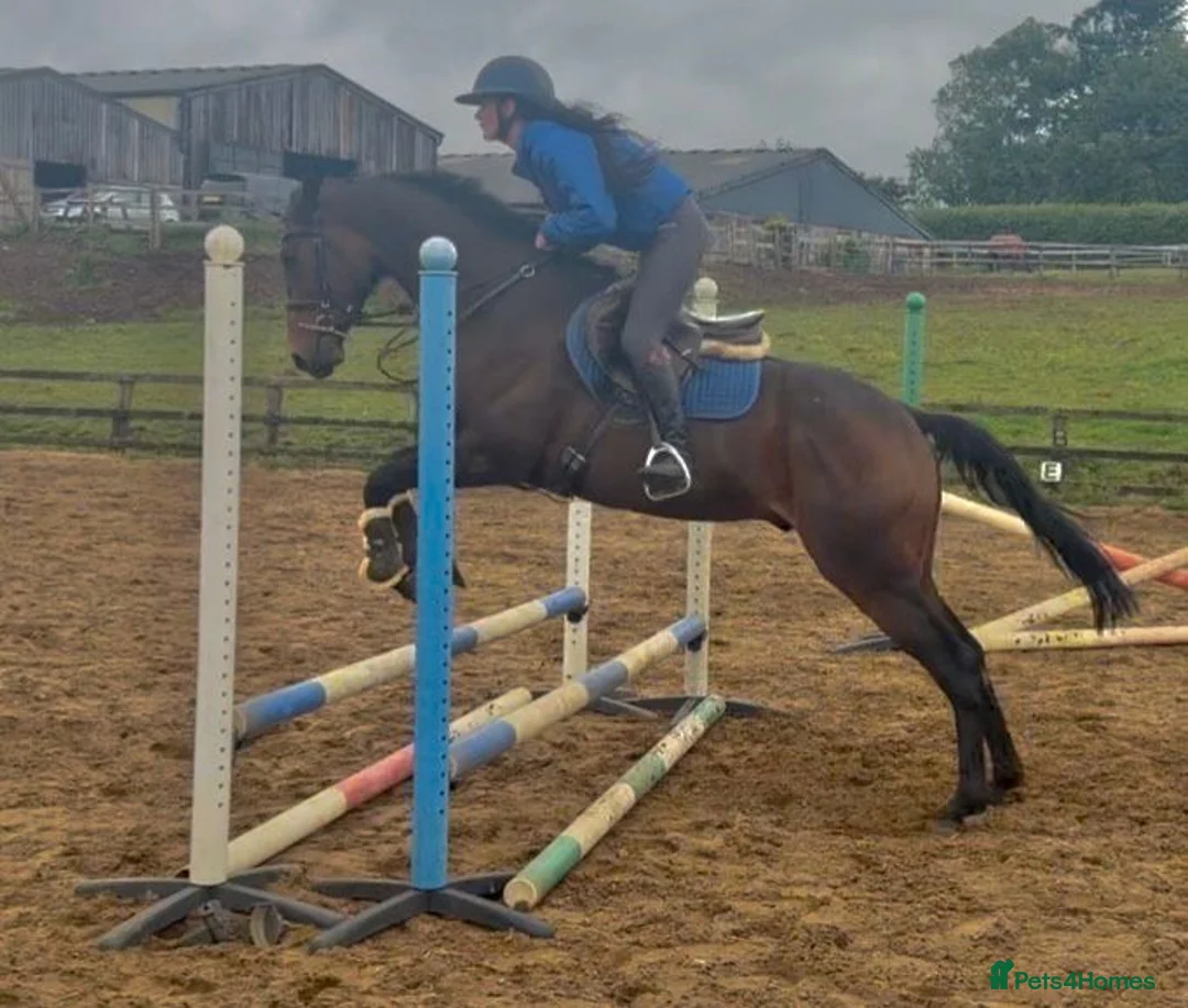 Irish Thoroughbred horses for sale: Super Savon !  - Advert 2