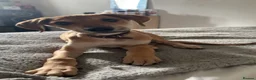Lurcher dogs for sale: Whippet greyhound saluki  in Dorchester - Advert 6